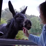 Grand A Avec Cheminee Et Animaux Acceptes - Fr-1-489-21 別荘 *
