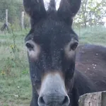 別荘 Grand A Avec Cheminee Et Animaux Acceptes - Fr-1-489-21 Barrais-Bussolles