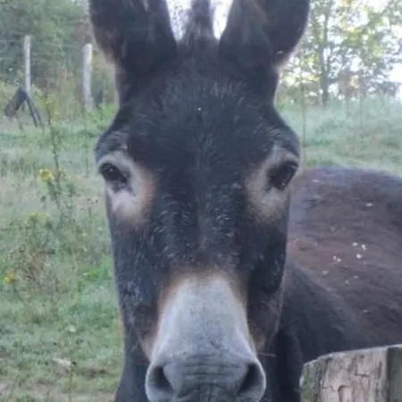 Σπίτι διακοπών Grand A Avec Cheminee Et Animaux Acceptes - Fr-1-489-21 Barrais-Bussolles