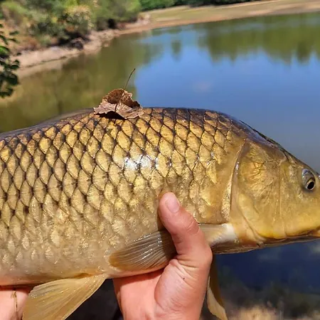 Grand A Avec Cheminee Et Animaux Acceptes - Fr-1-489-21 *