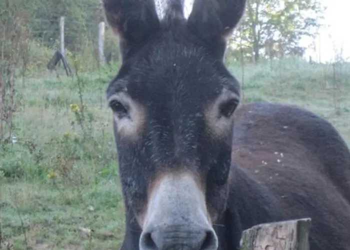 Дом отдыха Grand A Avec Cheminee Et Animaux Acceptes - Fr-1-489-21 Barrais-Bussolles